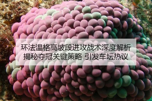 huan-fa-wen-ge-gao-po-duan-jin-gong-zhan-shu-shen-du-jie-xi-jie-mi-duo-guan-guan-jian-ce-lve-yin-fa-che-tan-re-yi-2-601.jpg